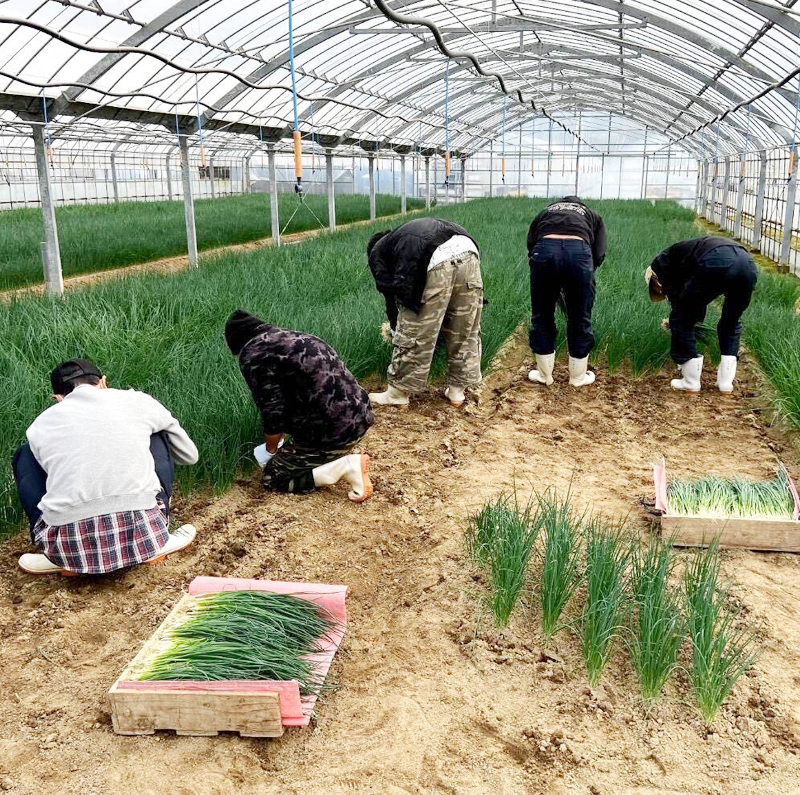 木の実ハナノキ